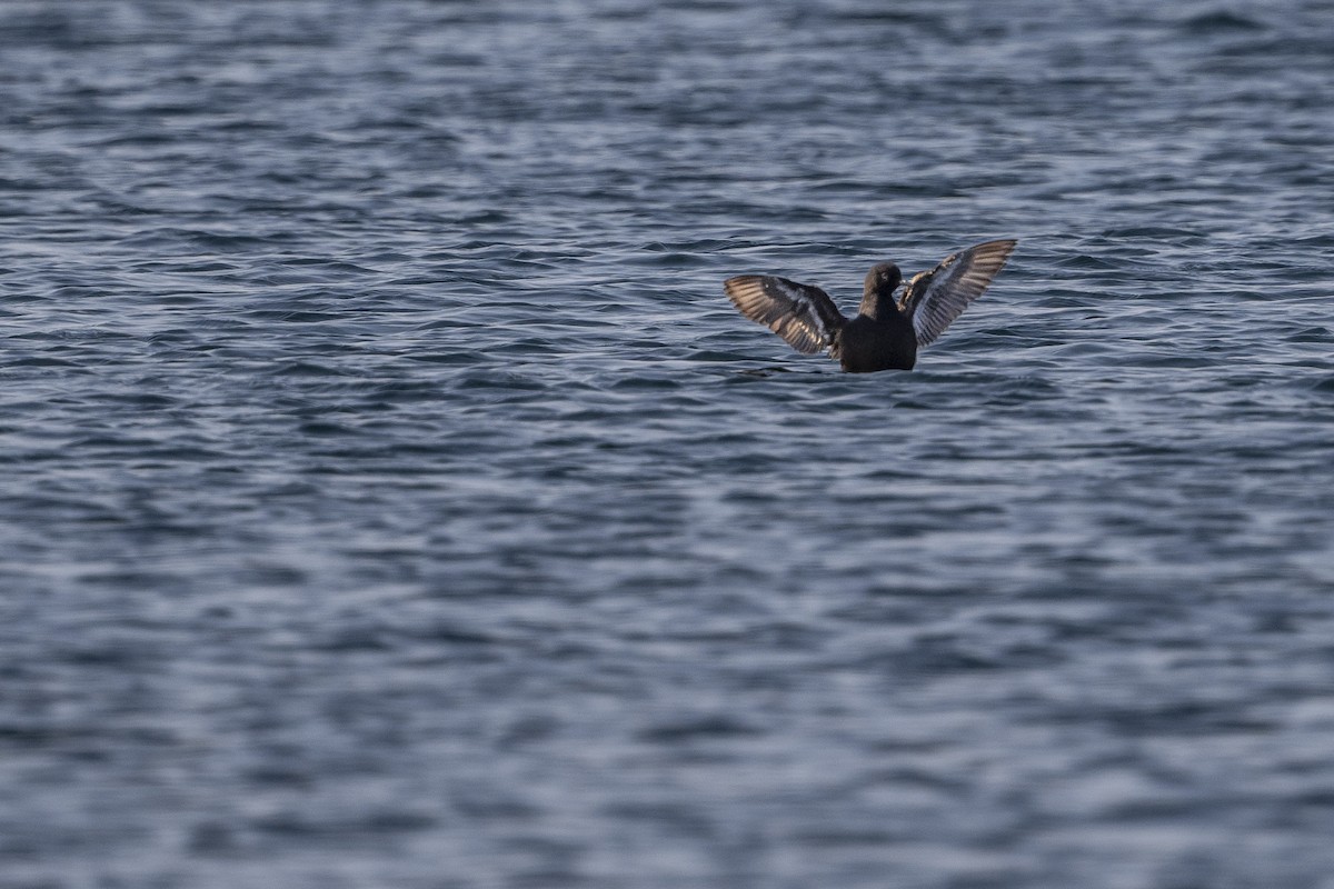 Pigeon Guillemot - ML594740971