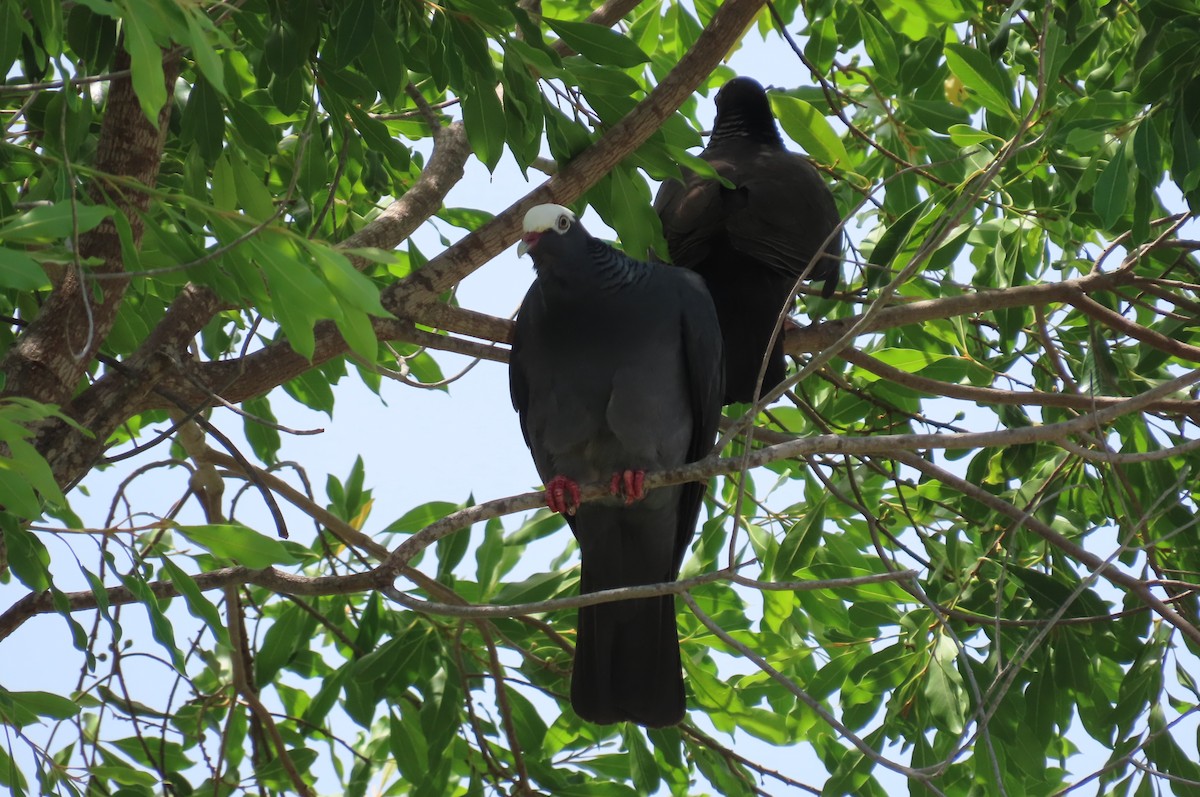 White-crowned Pigeon - ML594741441