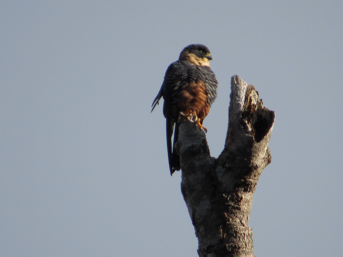 Bat Falcon - Francisco Contreras @francontreras.80