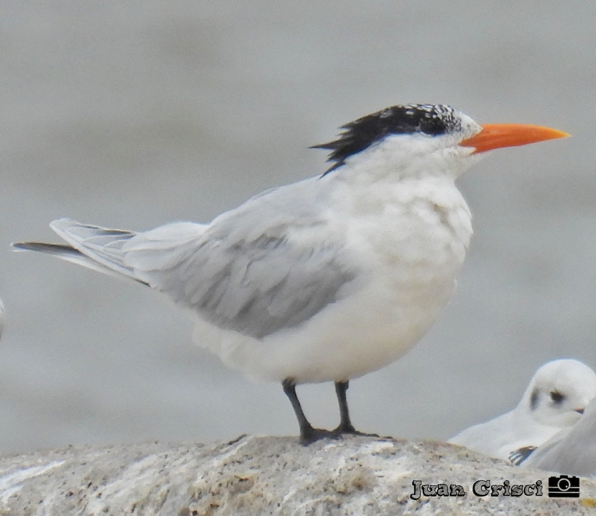 Royal Tern - ML594741731