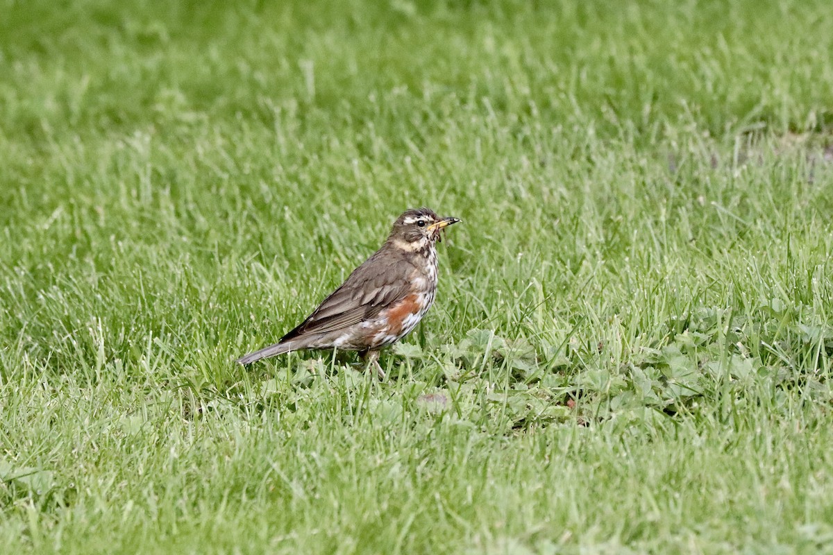 Redwing (Icelandic) - ML594742281