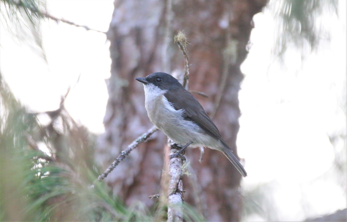 Brown-backed Whistler - ML594742301