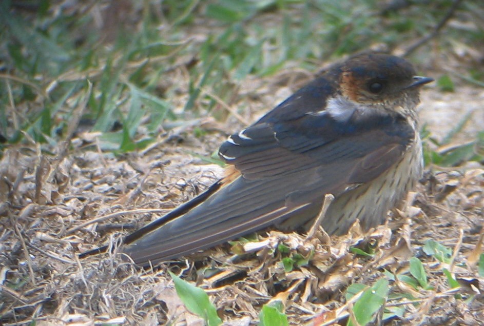 Red-rumped Swallow - ML594742951