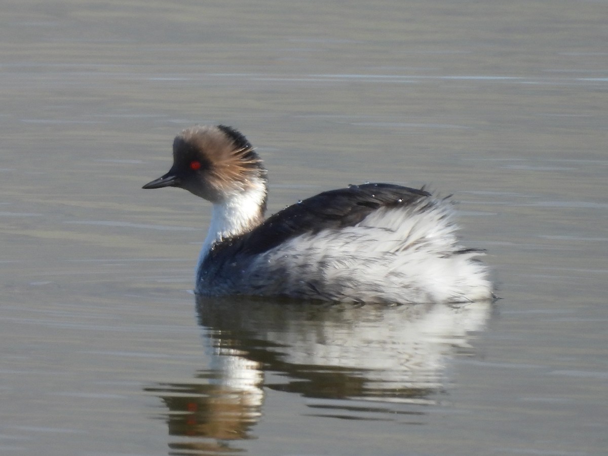 Silvery Grebe - ML594743071