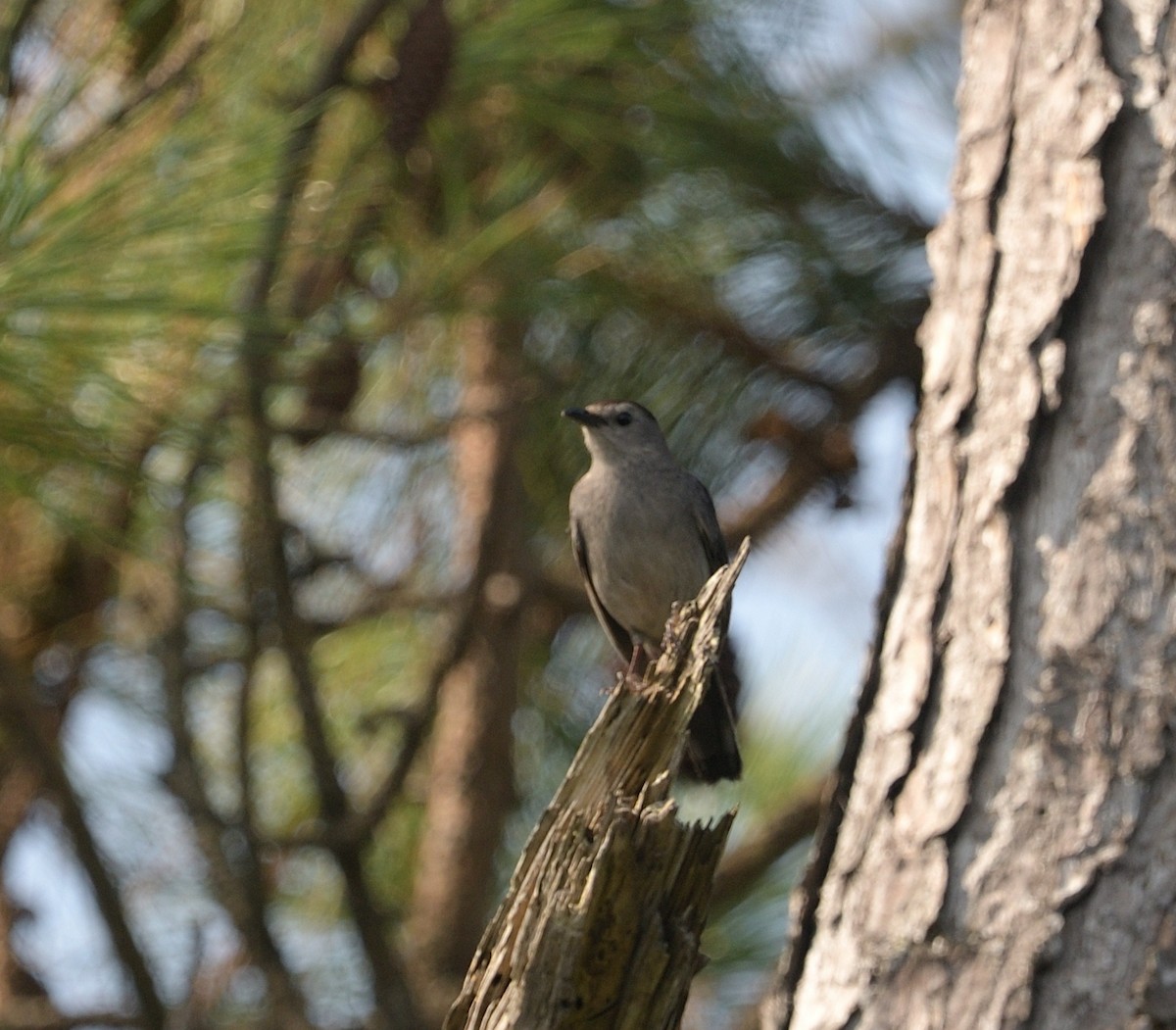 Gray Catbird - ML594743611