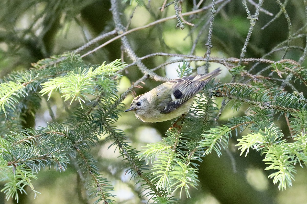 Goldcrest - ML594743631