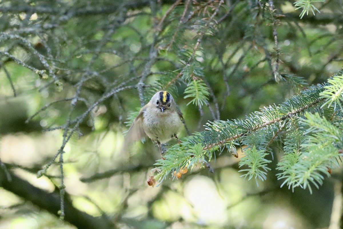 Goldcrest - ML594743641