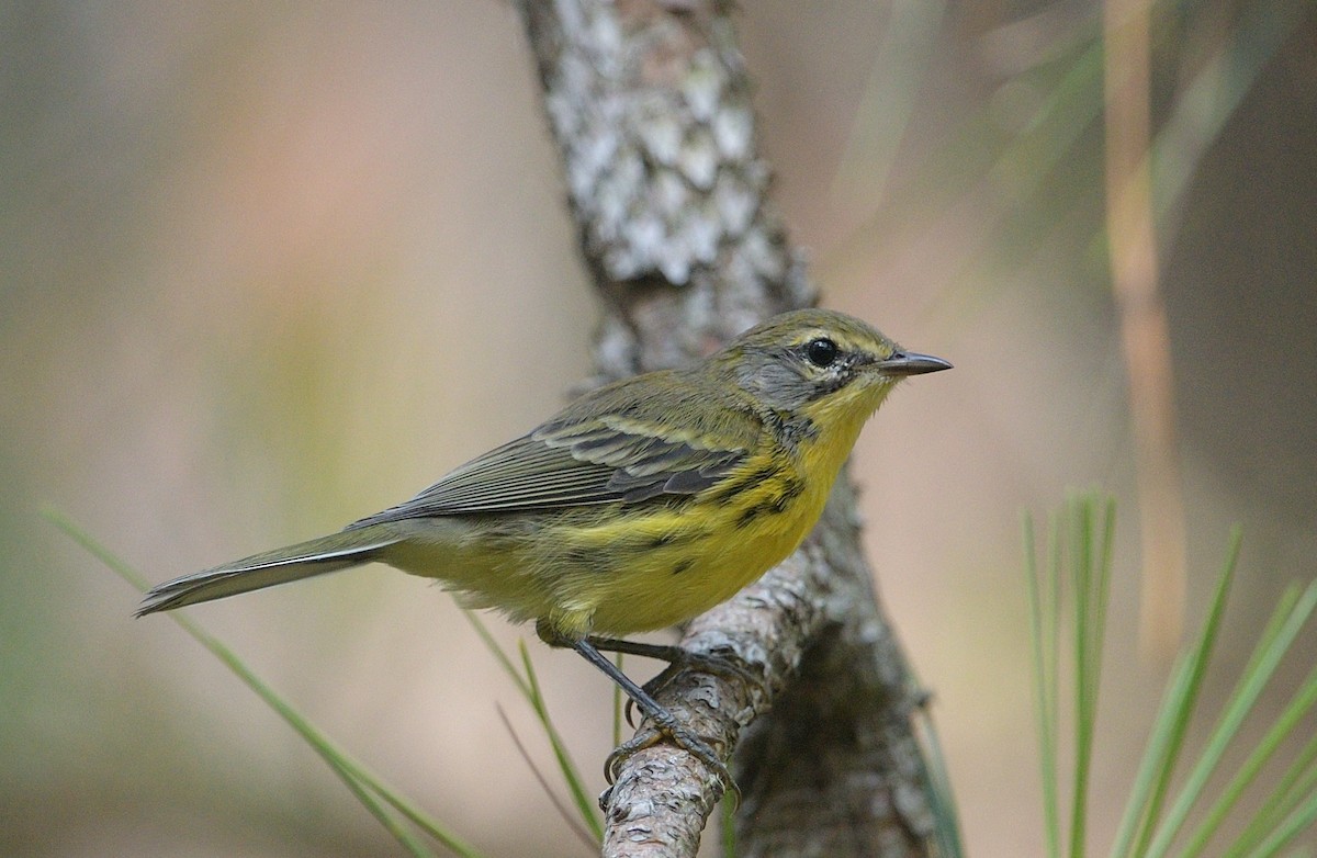 Prairie Warbler - ML594743671