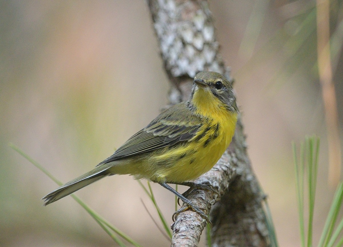 Prairie Warbler - ML594743701