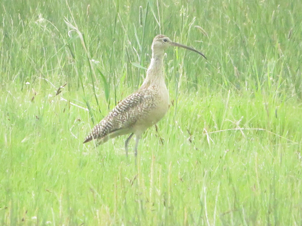 Long-billed Curlew - ML594744711