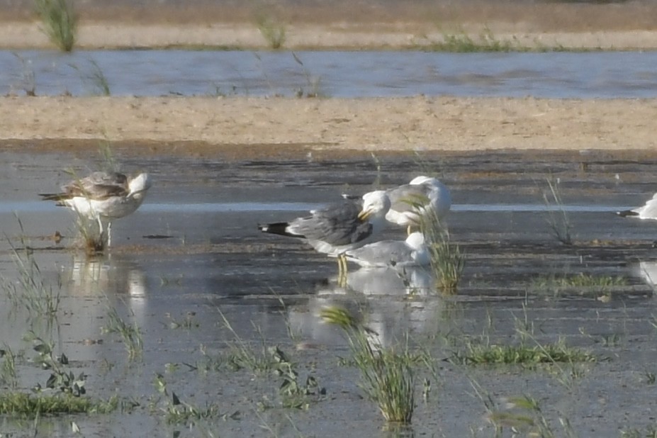 Gaviota Californiana - ML594744861