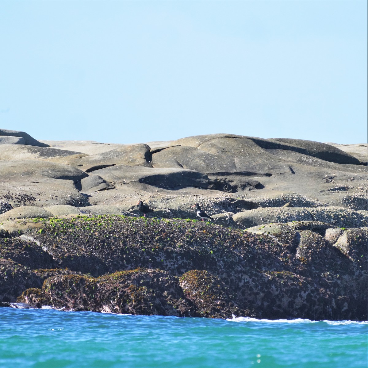 Sooty Oystercatcher - May Britton