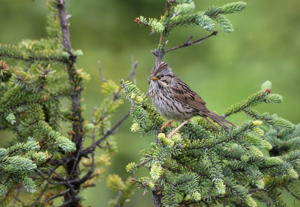 Lincoln's Sparrow - ML594745501