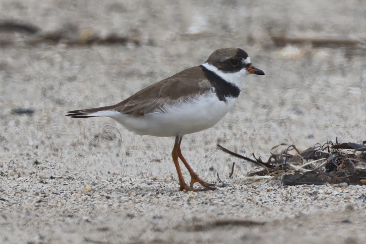 Semipalmated Plover - ML594745561