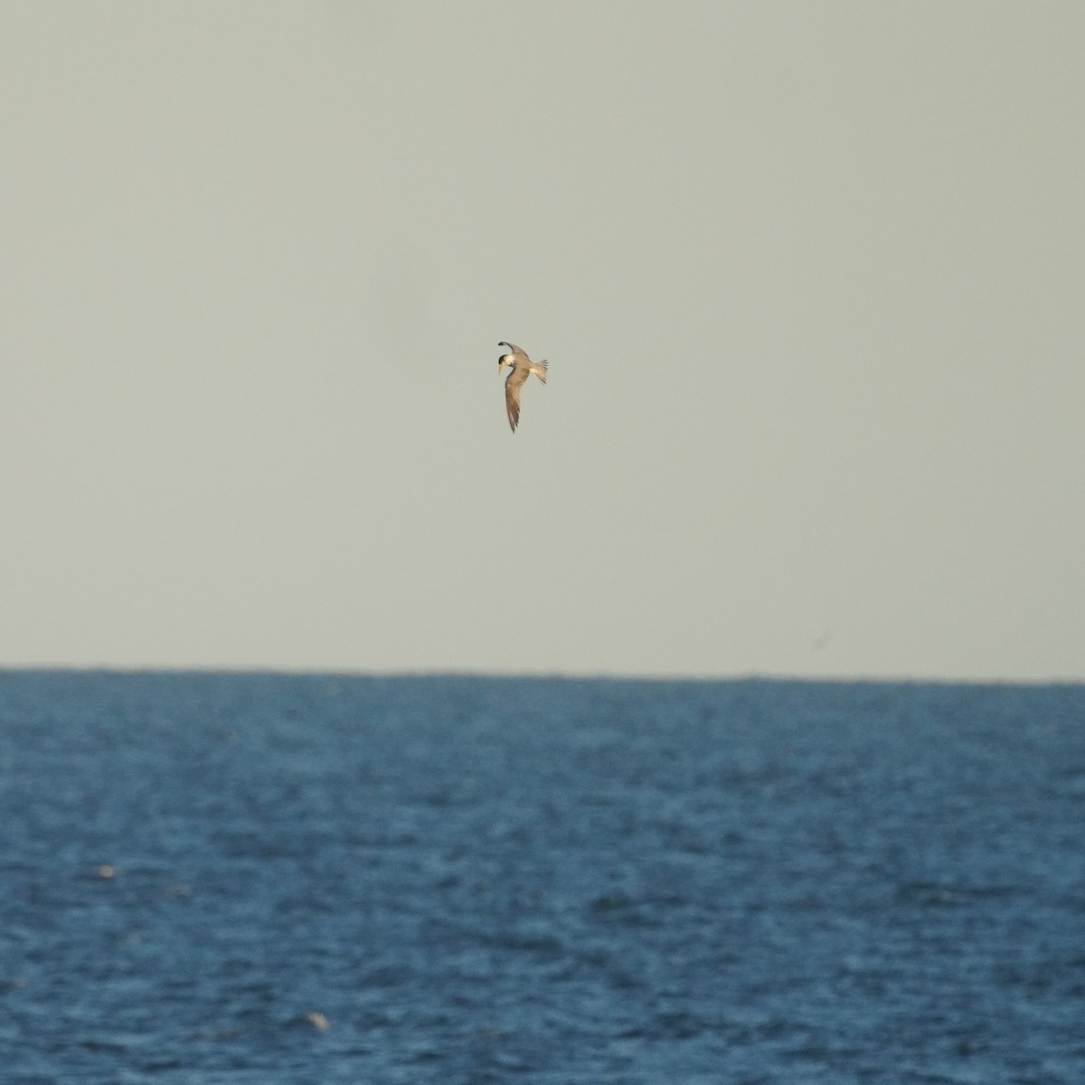 Great Crested Tern - May Britton