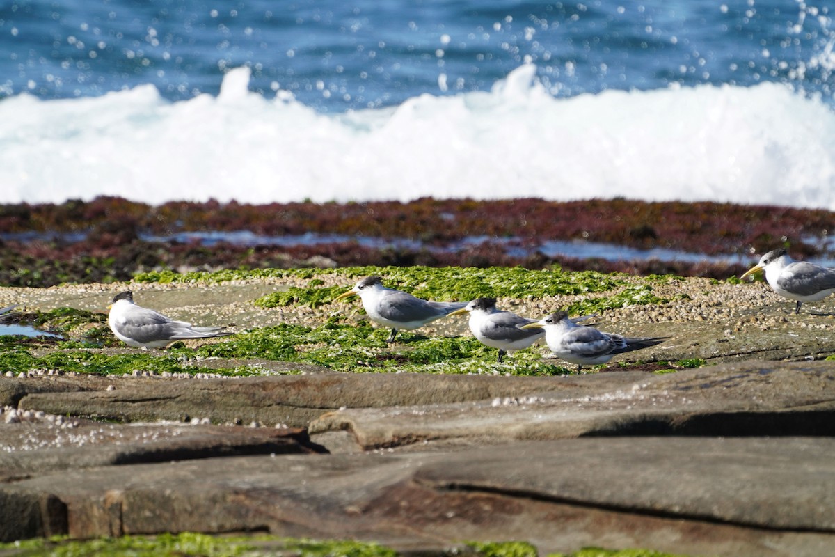 Great Crested Tern - ML594745931