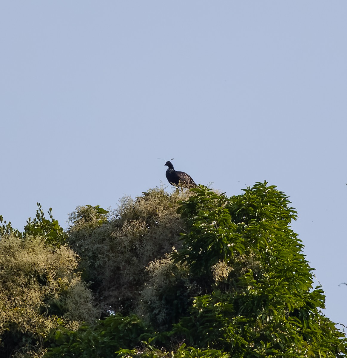 Horned Screamer - ML594745951