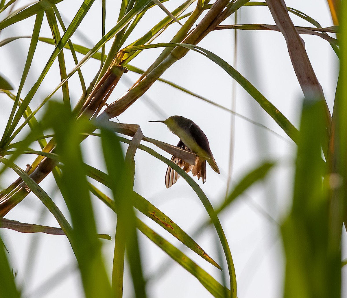 Olive-spotted Hummingbird - ML594746001