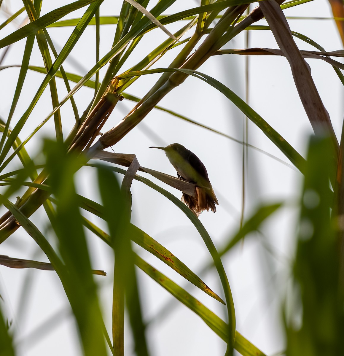 Olive-spotted Hummingbird - ML594746011