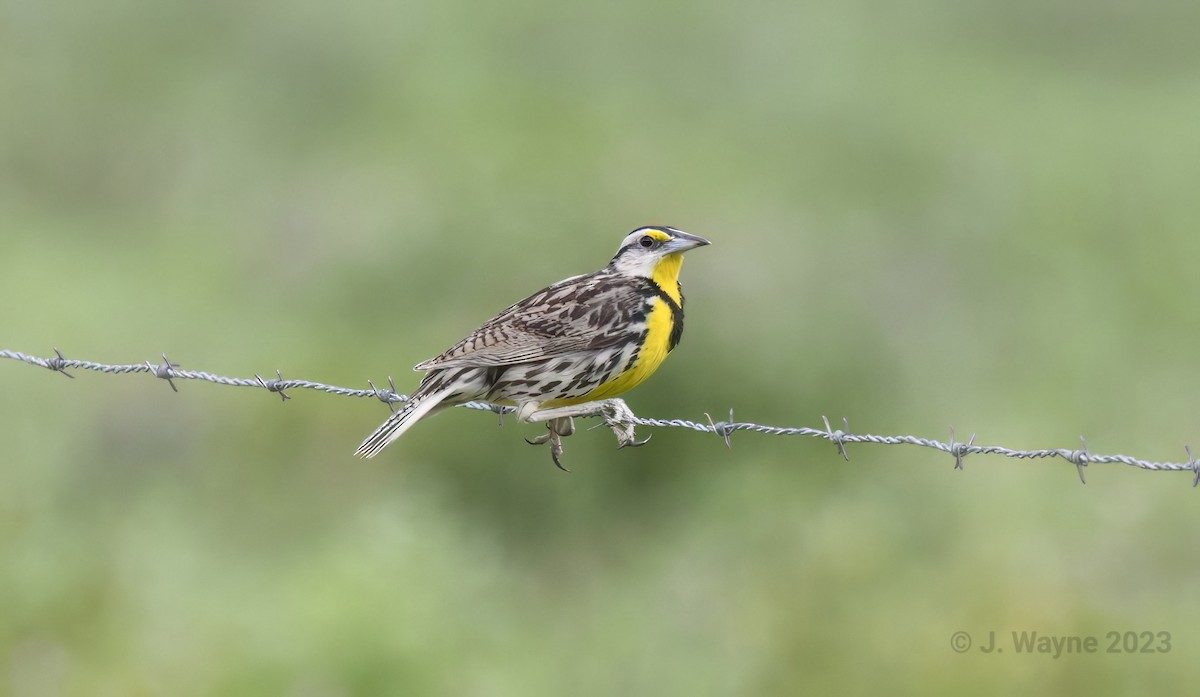 Eastern Meadowlark - ML594746041