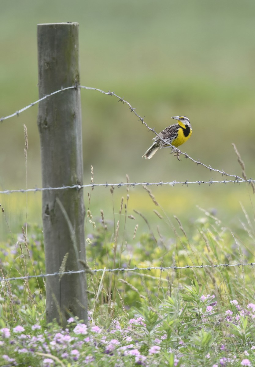 Eastern Meadowlark - ML594746121