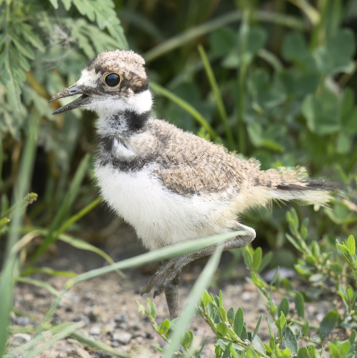 Killdeer - Jason Short