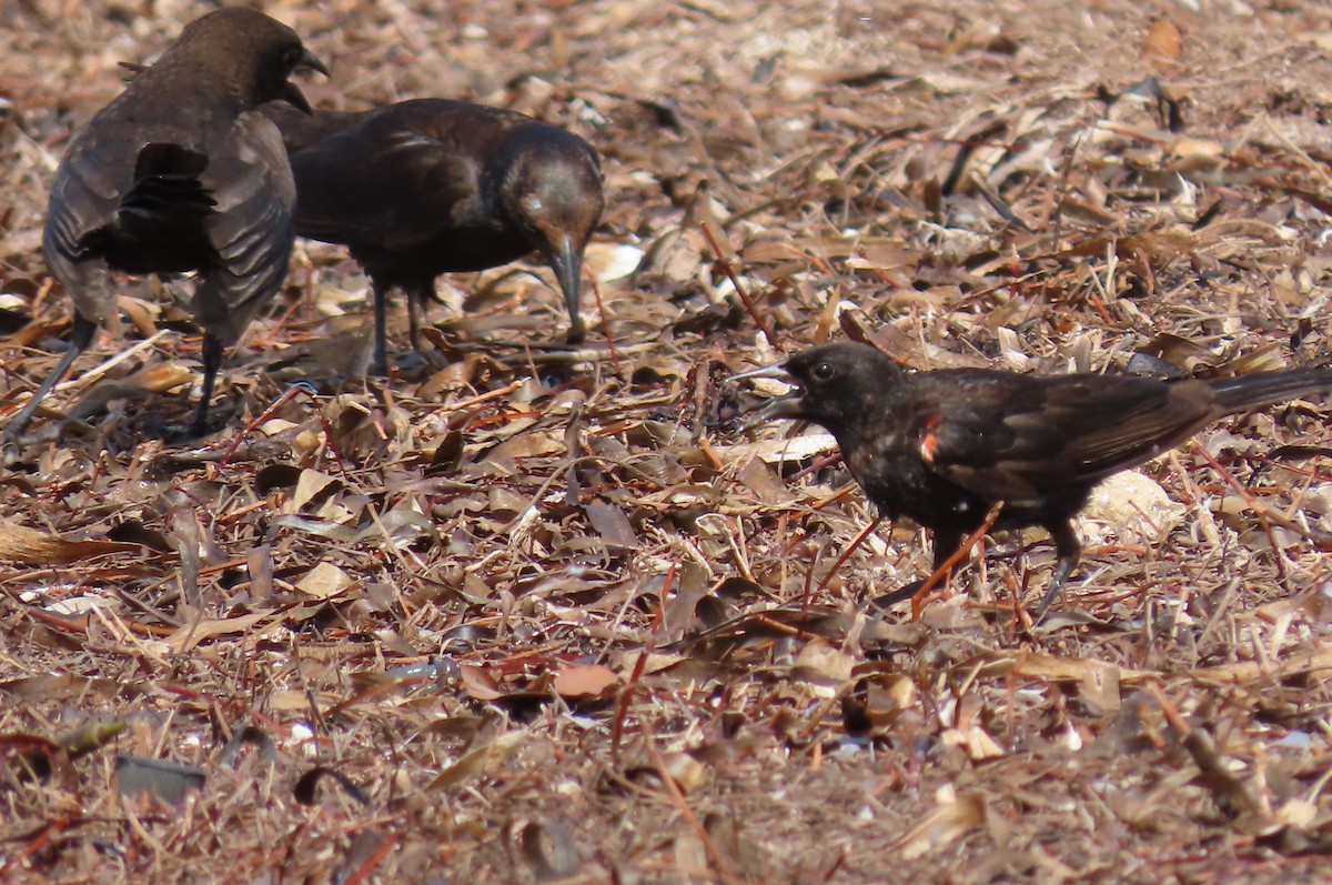 Red-winged Blackbird - ML594746251