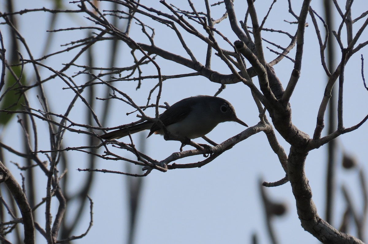 Blue-gray Gnatcatcher - ML594746411