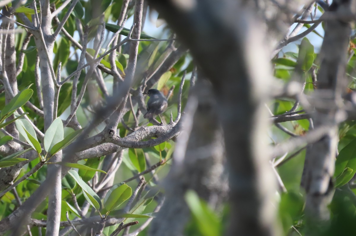 Blue-gray Gnatcatcher - ML594746421