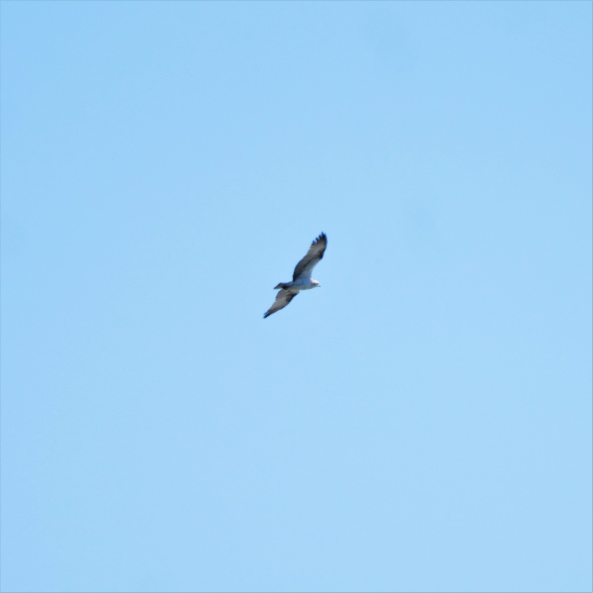 Osprey (Australasian) - May Britton