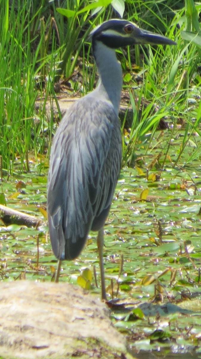 Yellow-crowned Night Heron - ML594747921