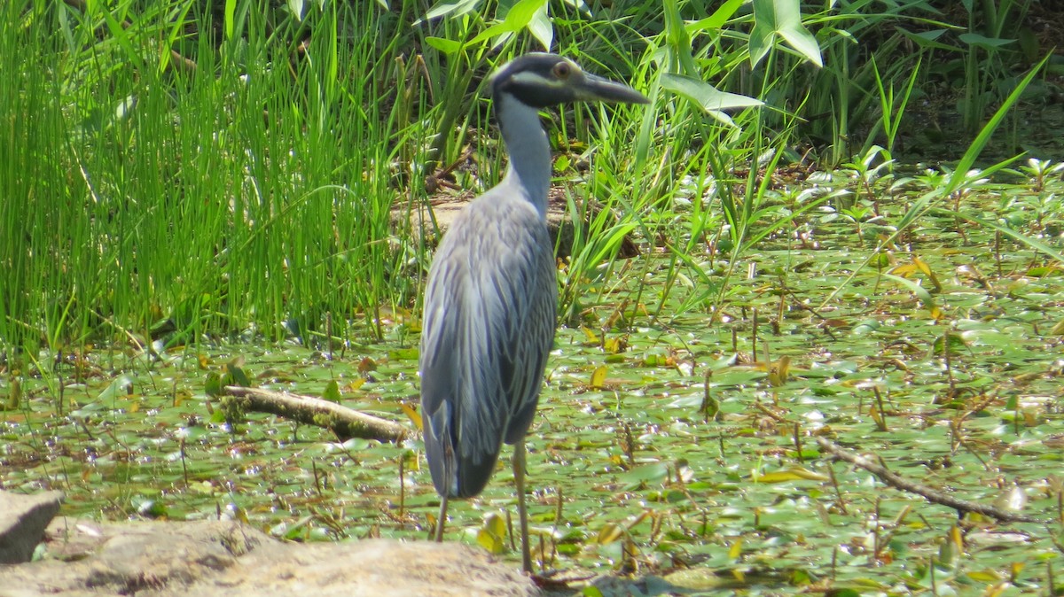 Yellow-crowned Night Heron - ML594747931