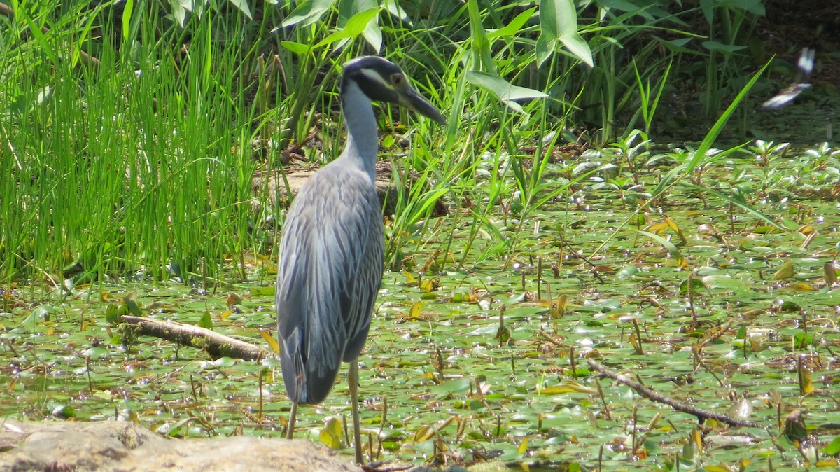 Yellow-crowned Night Heron - ML594747941