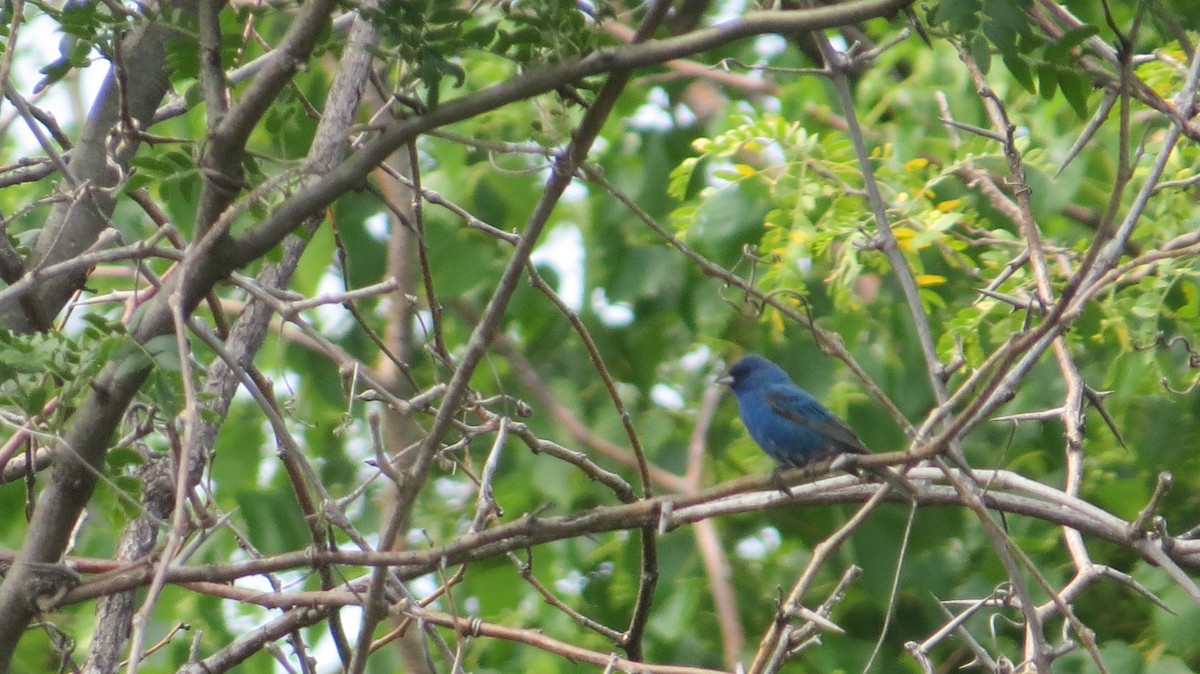 Indigo Bunting - Jacob Decker