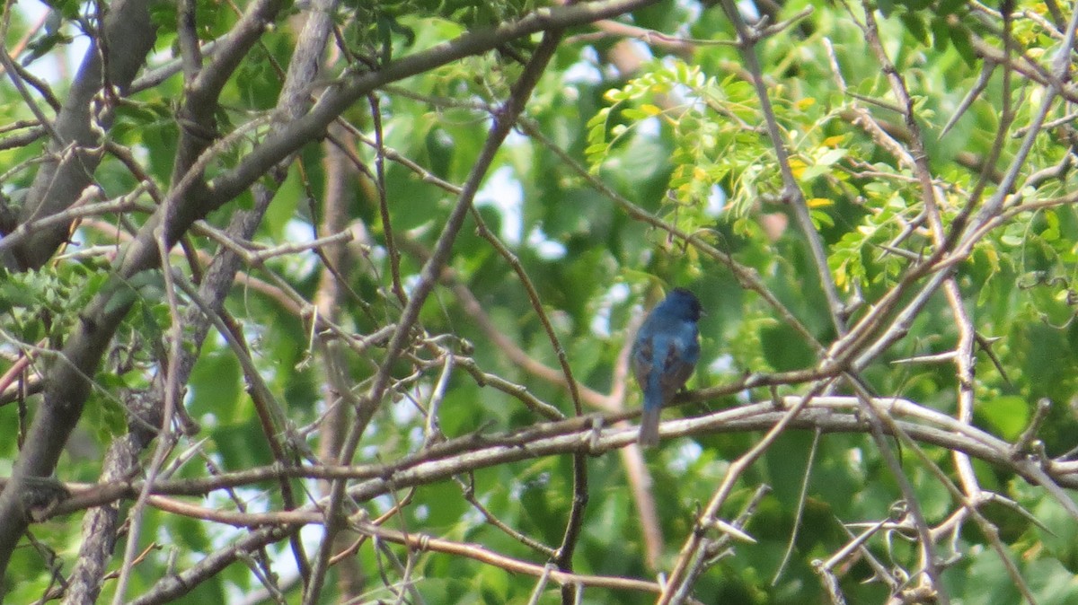 Indigo Bunting - ML594748131