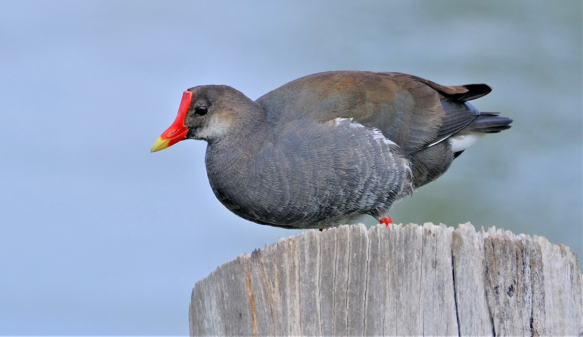 Common Gallinule - ML594748941