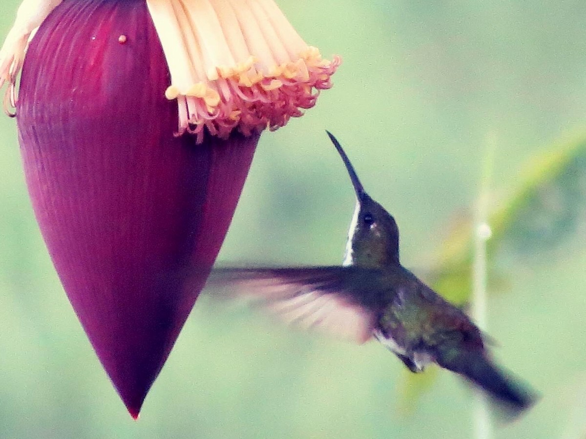 Black-throated Mango - ML594749261