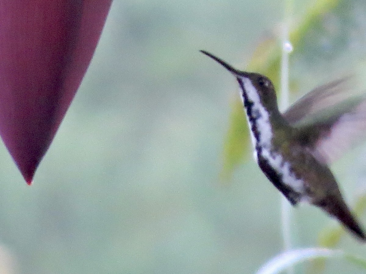 Black-throated Mango - ML594749271