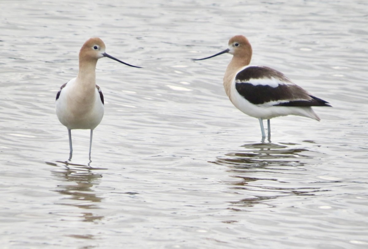 Avocette d'Amérique - ML594749371