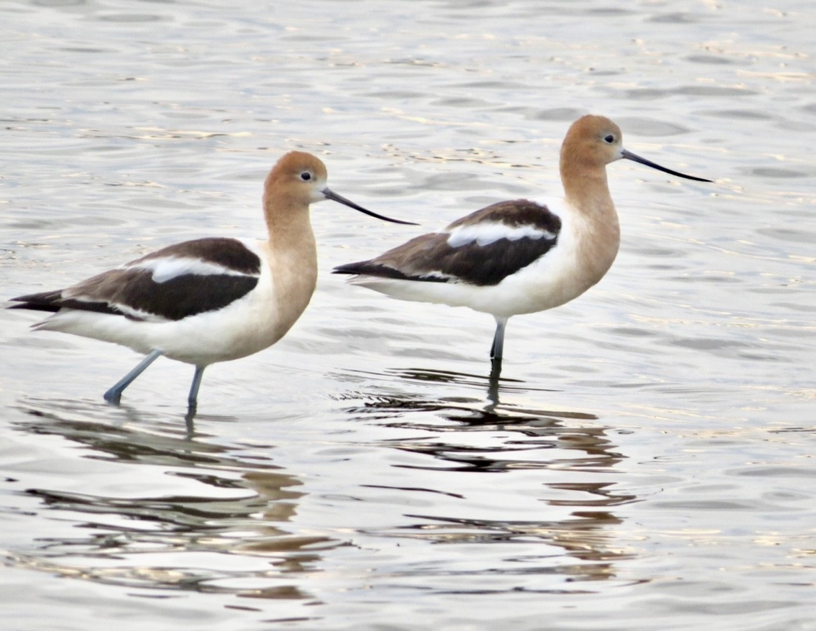 Avocette d'Amérique - ML594749381