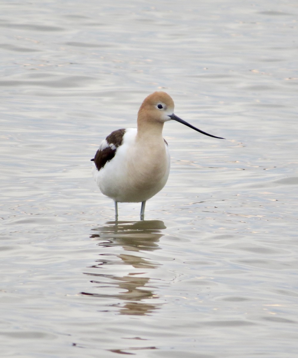 Avocette d'Amérique - ML594749401