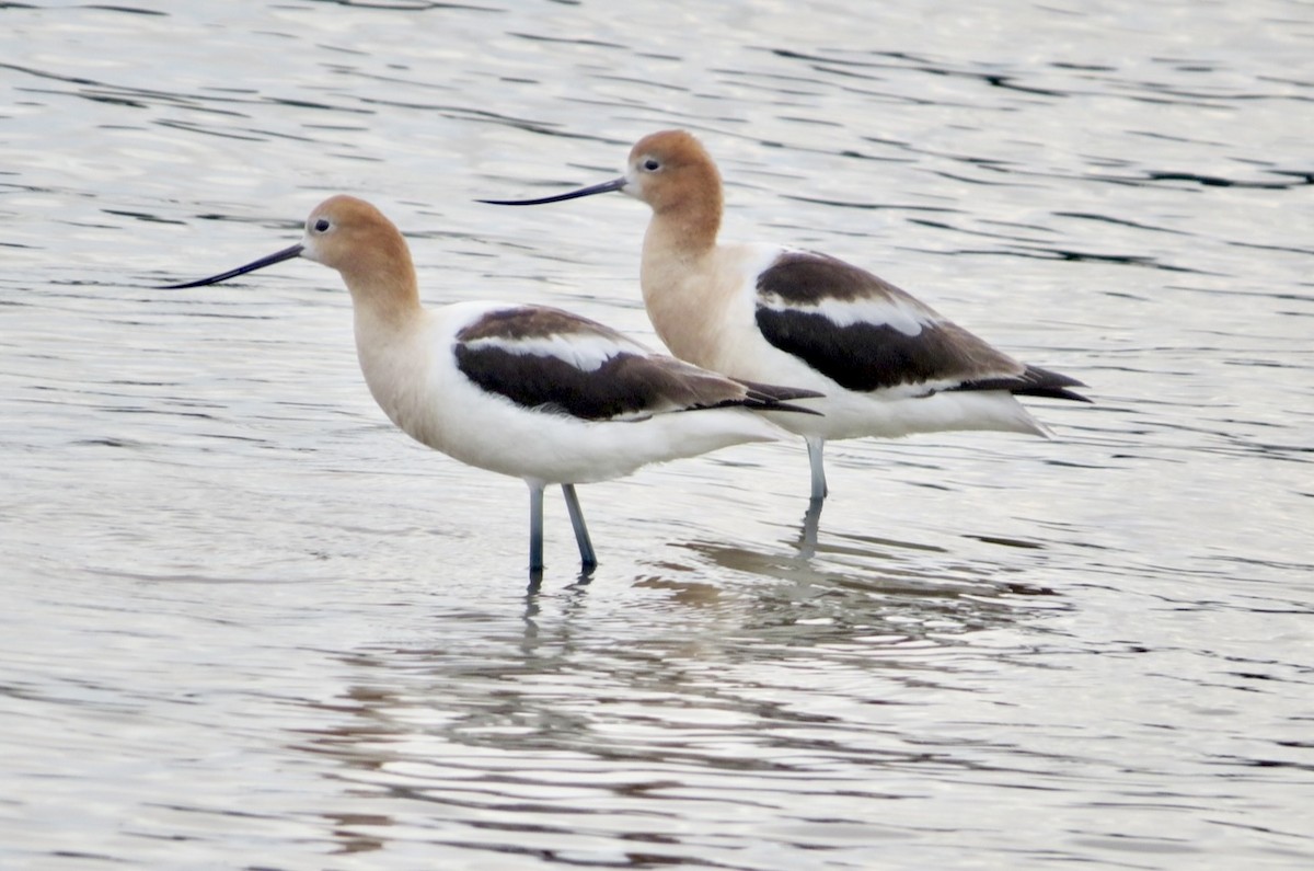 Avocette d'Amérique - ML594749421