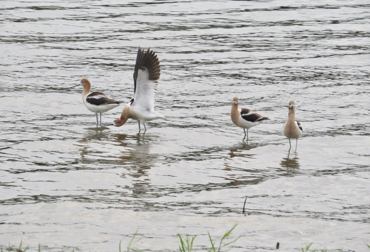 Avocette d'Amérique - ML594749431