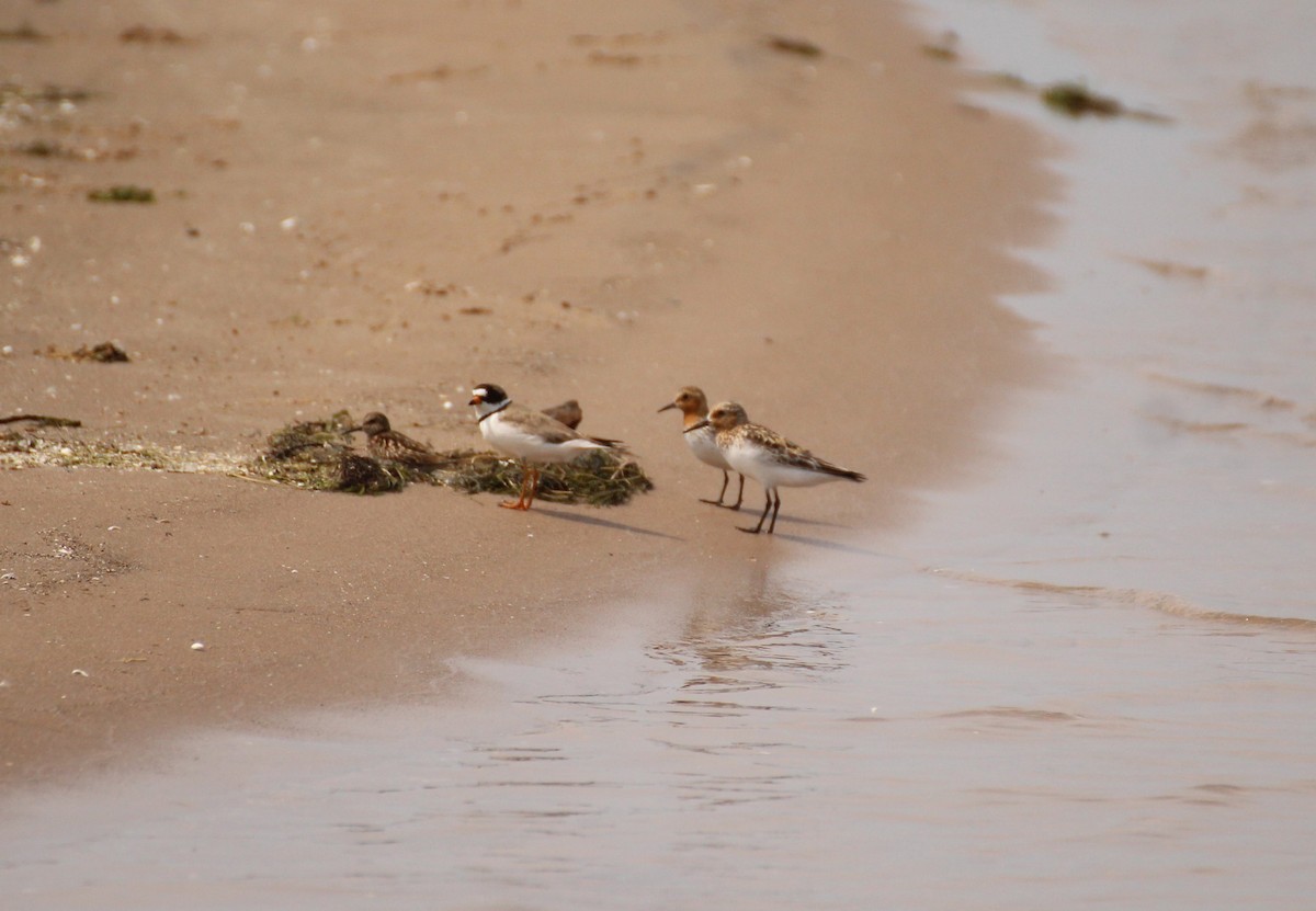 Red-necked Stint - Kennedy Sullivan