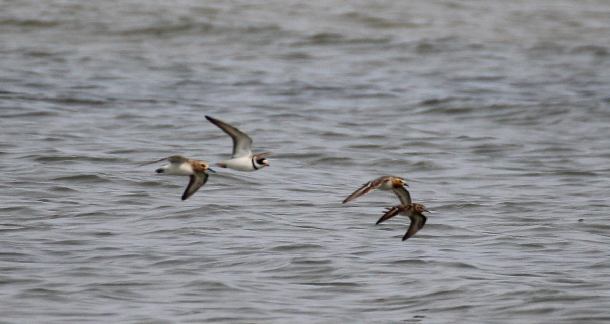 rødstrupesnipe - ML594749771