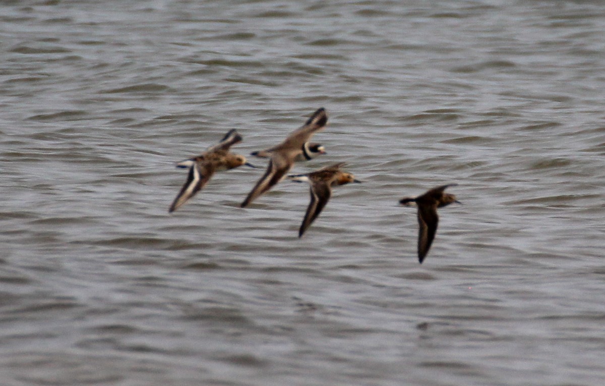 Red-necked Stint - ML594749791