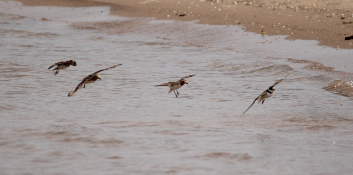 rødstrupesnipe - ML594749801