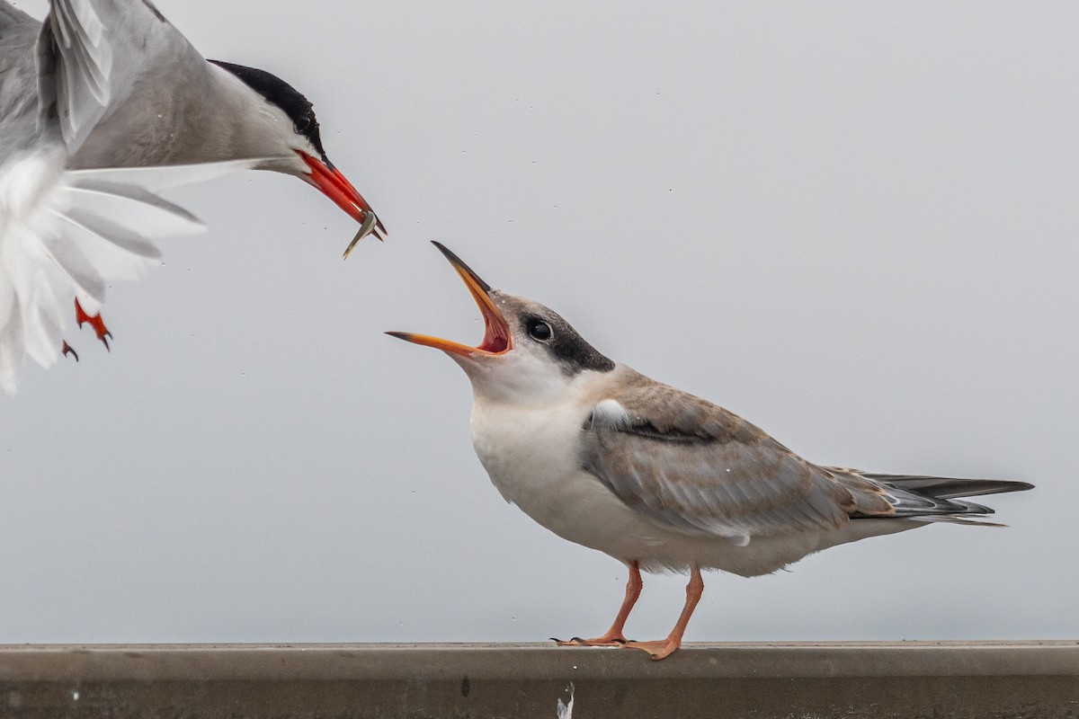 Common Tern - ML594749931