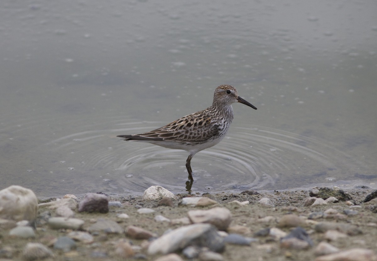 White-rumped Sandpiper - Marc North