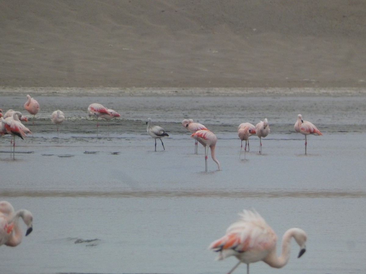 And Flamingosu - ML594750531